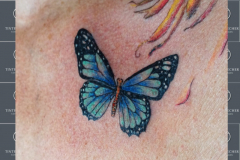 Insta-Schmetterling-Blau