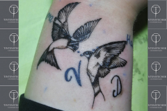 Schwalben-Tintenstecher